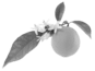 prima materia