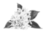 prima materia