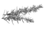 prima materia
