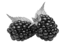 prima materia