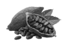 prima materia