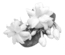 prima materia