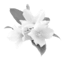 prima materia