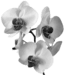 prima materia