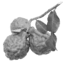 prima materia