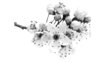 prima materia