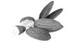 prima materia
