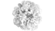 prima materia