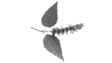 prima materia