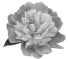 prima materia