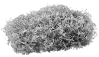 prima materia